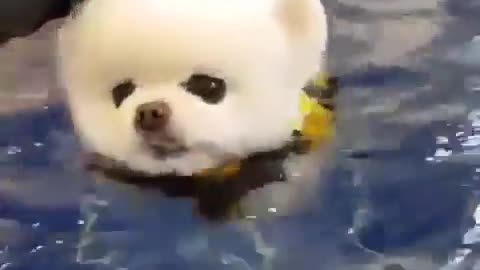 Learn How To Swim 😃😃😃