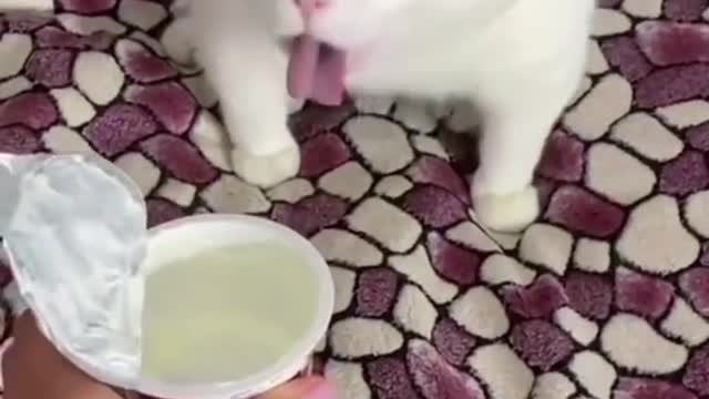 Funny cat video