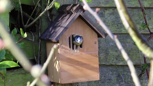 Bird going in and out of the bird house