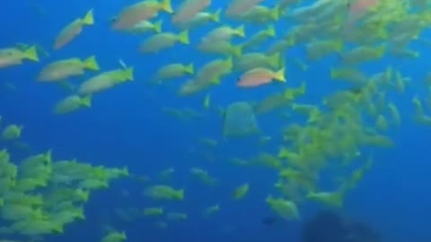 Fish in the sea