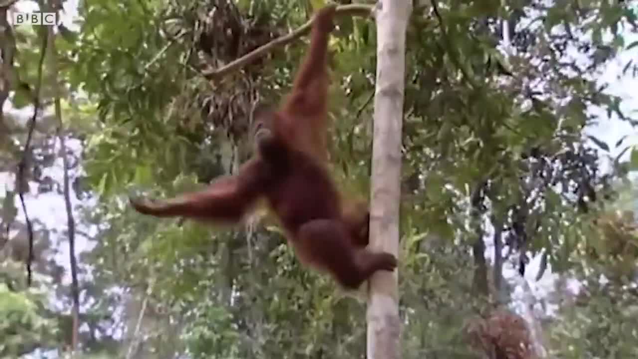 Incredible Orangutan Moments (Part 2) | Top 5s | BBC Earth