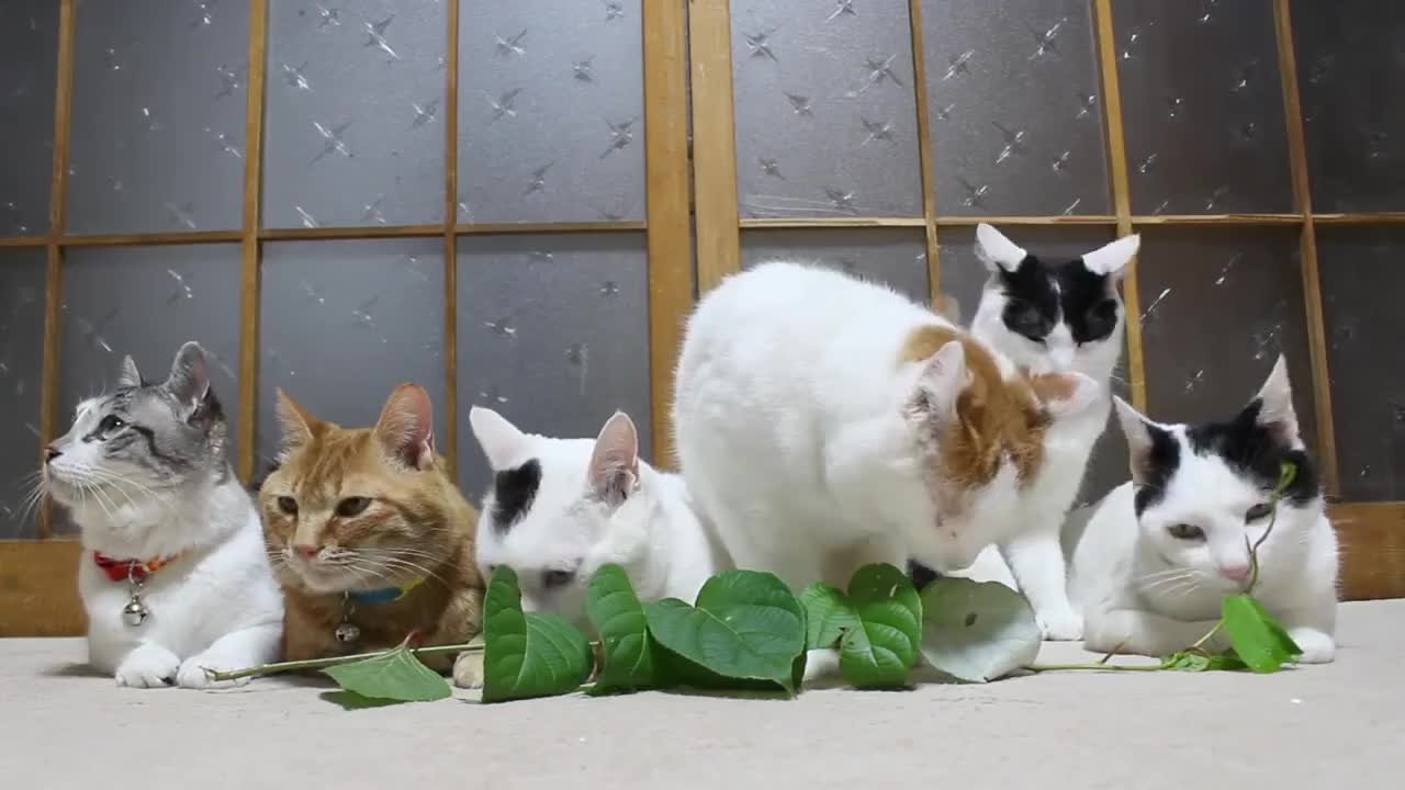 Cats snacking on leaves are hypnotizing to watch