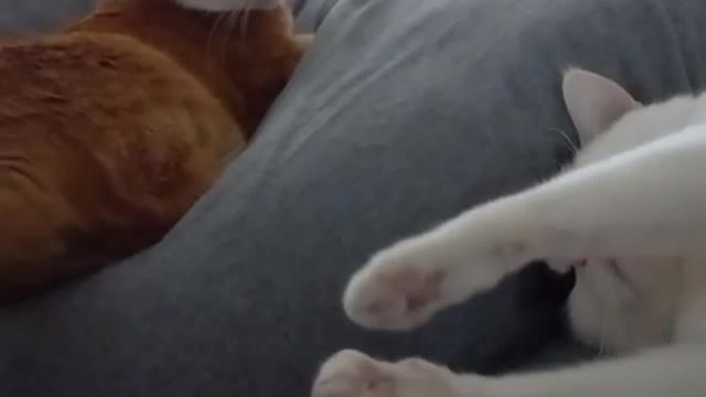 Cat brothers who are close to each other.