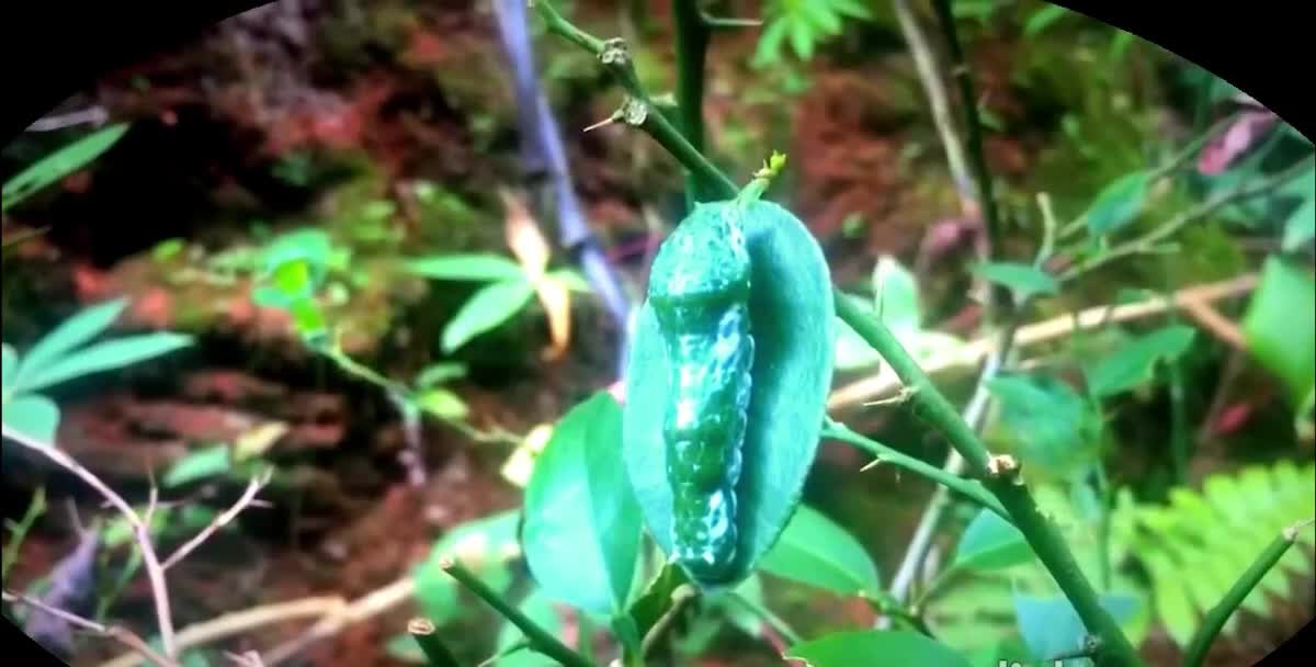 Cocoon caterpillar beauty of nature. How Caterpillars Become Butterfly. Interesting bug video