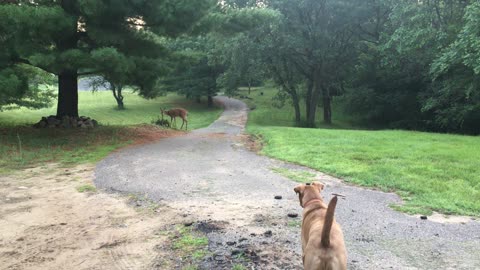 Dog has hilarious reaction to wildlife encounter.