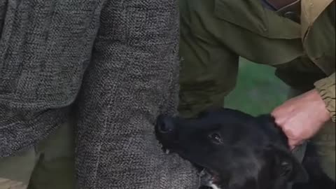 3 SUPER SIMPLE Things To Do with Your Dog TODAY