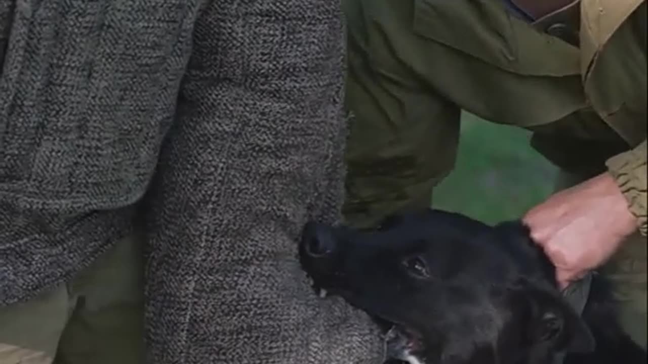 3 SUPER SIMPLE Things To Do with Your Dog TODAY