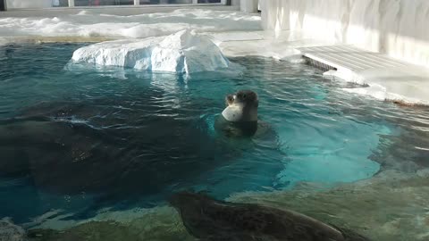 Sleepy sea otter