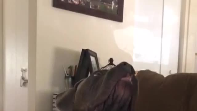 Brown dog moving his head in circles synchronized with ceiling fan