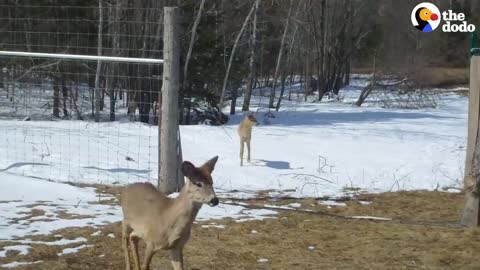 Tiny Baby Deer Asks People to Rescue Her | The Dodo Wild Hearts