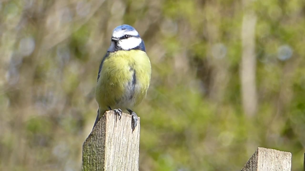 The sound of birds singing on wood Chill Video Animals