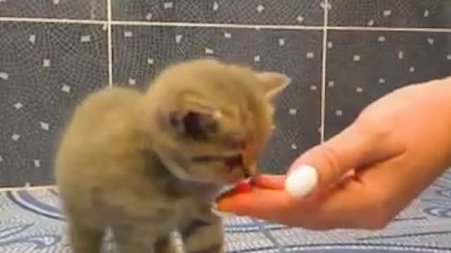 Baby Kitten Very Adorable. The sound also funny