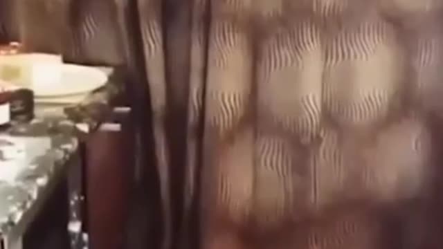 Funny Animals of the Internet #shorts