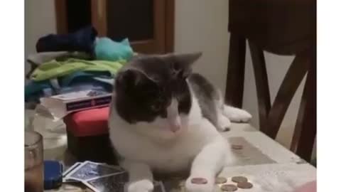 Cat playing with coins