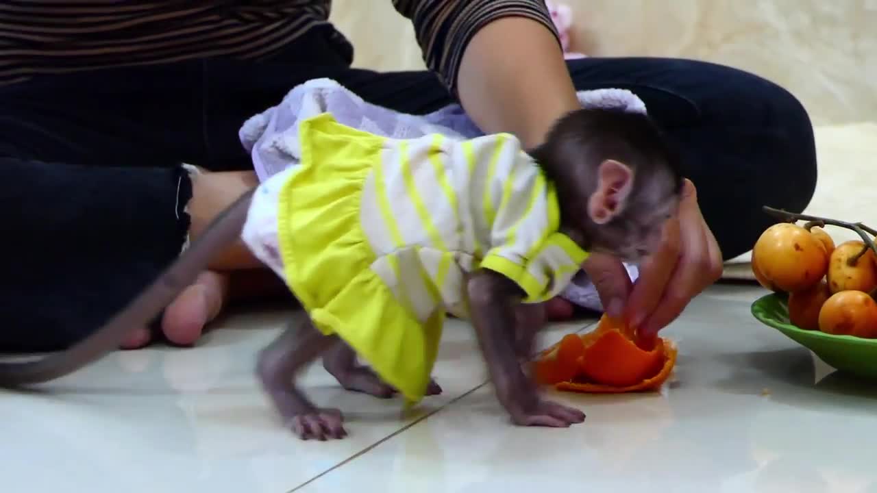 Really Smart baby monkey 😱 !! Good Mom Just Start Teach Baby monkey how to walk