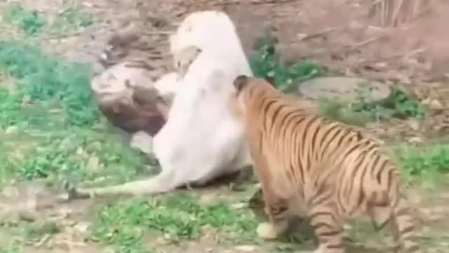 Tiger Vs Tiger Tiger Fight in the zoo🐯🐯🦁