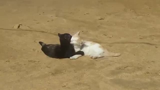 cat love on sand