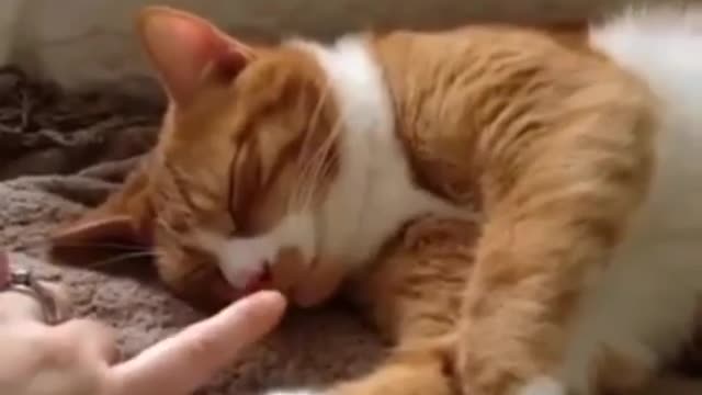 Cat sleeping Video