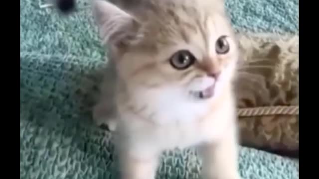Funniest Cats Dont try to hold back Laughter Funny Cats Life