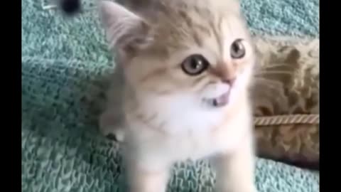 Funniest Cats Dont try to hold back Laughter Funny Cats Life