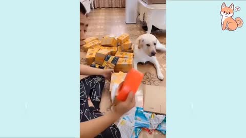 Cute Puppies Cute Funny and Smart Dogs Compilation | Cute Buddy 0