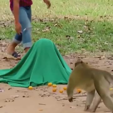 Funny Video/Prank Video/Watched lauvghed laughing belly Fake Tiger vs Real Monkey/Vanda Seavmey