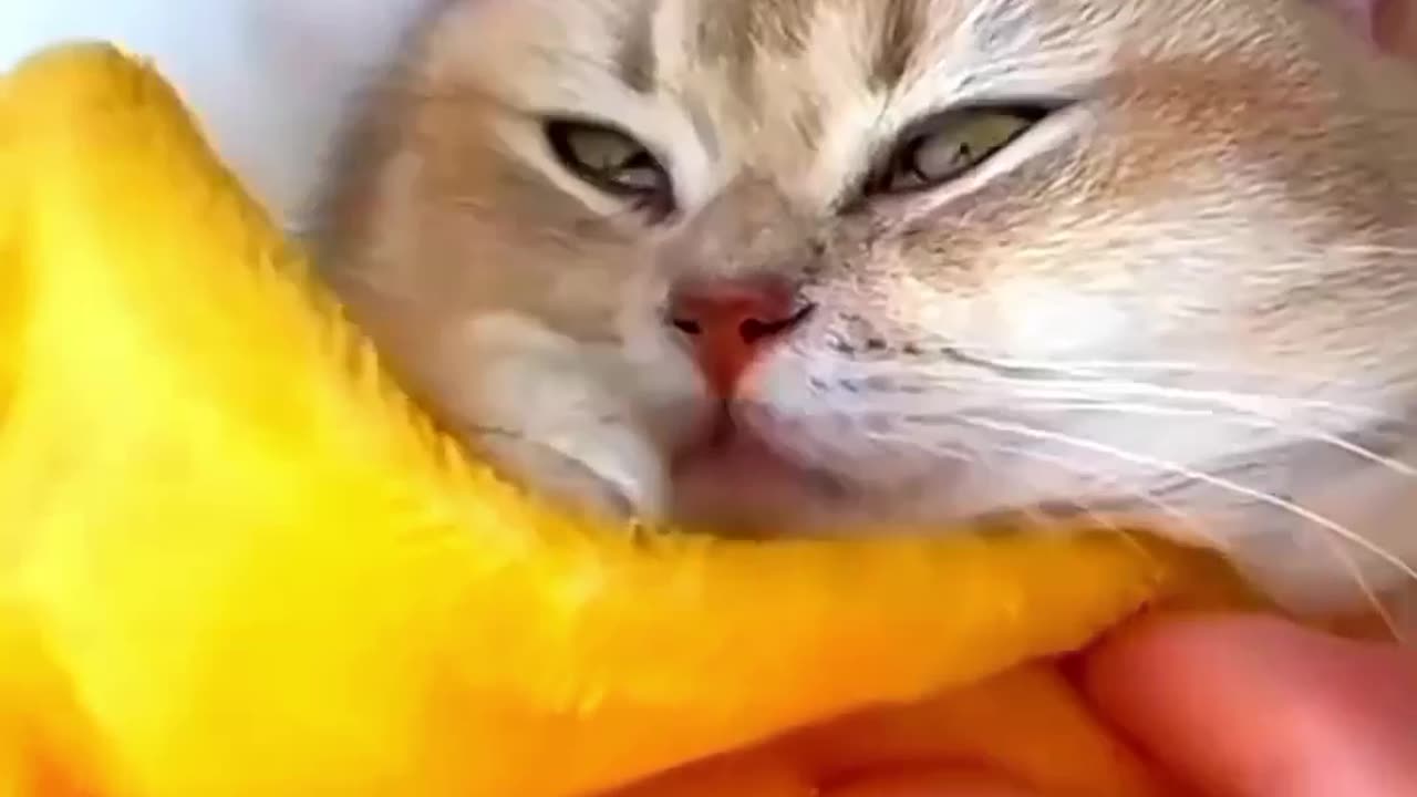 Funny Cat Videos