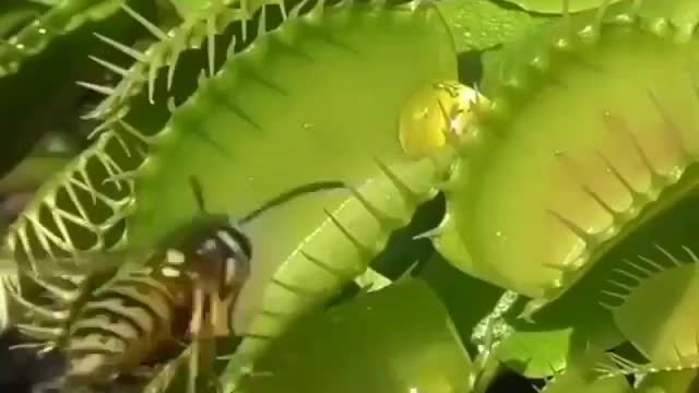 Hungry Venus Fly Trap Caught something!!