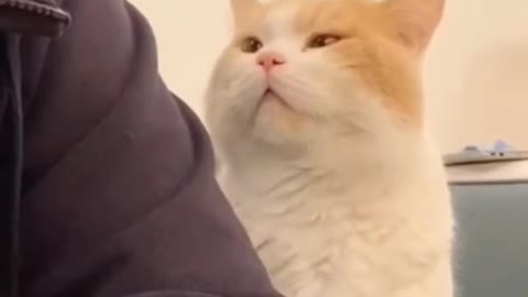 special cat and dog. tray to dont 🤣🤣🤣🤣🤣🤣🤣🤣🤣
