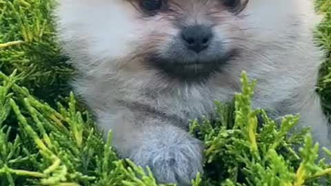 cute puppies graciosos