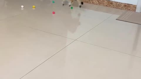 Cat Toy Pom Pom Balls Launcher Interactive Toys for Indoor Cats – Pawpycup
