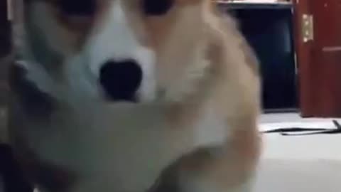 Hello world 🐶🐶🐶🐶 these are my parents. Funny dog video #Shorts