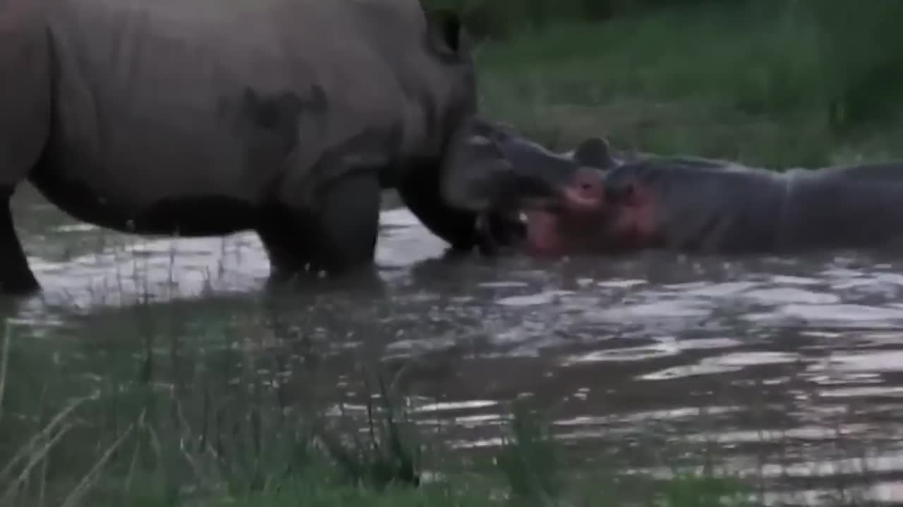 Power of Crazy Hippo - wide mouth Hippo bites everything it sees-15