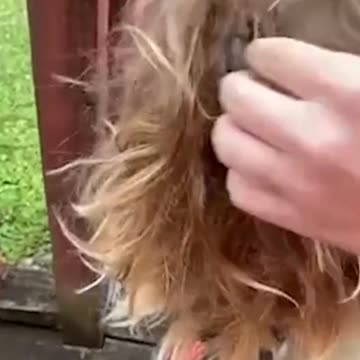 He fur real blended right in 🐿