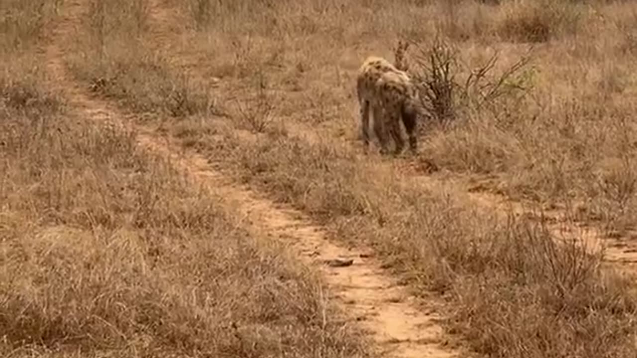 Injured Hyena Adapts in the Wild