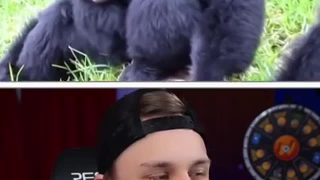 YOU LAUGH, YOU LOSE #15