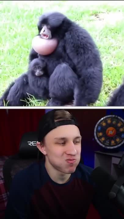 YOU LAUGH, YOU LOSE #15