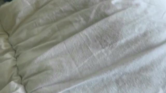 Dog doesn’t want to get out of bed