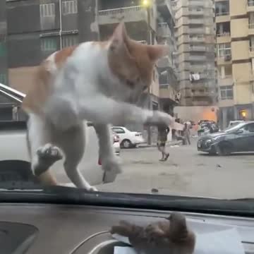 Hey, this is my lunch mlem mlem!!