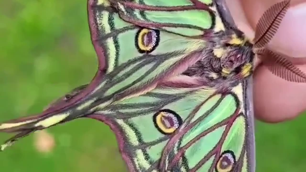 Beautiful butterfly #shorts #shortvideo #video #virals #videoviral