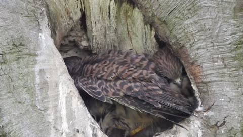 Adult Kestrel Feeding Babies