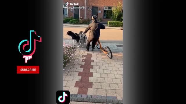 🤣Funny Dog Videos 2021 A1🤣 🐶 It's time to LAUGH with Dog's life