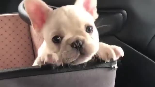 Cutest baby animals Videos Compilation Cute moment of the Animals episode : 13