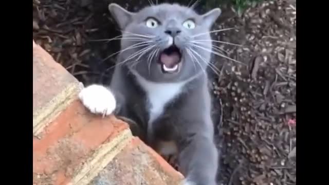 Funny cats please try not to laugh