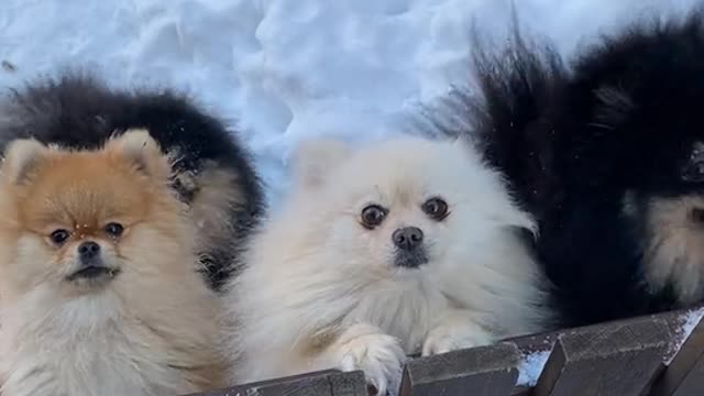 Puppies in the snow