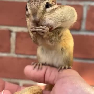 Wood cat eating nuts