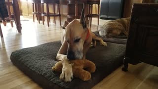 Great Dane relaxing by sucking on his teddy bear