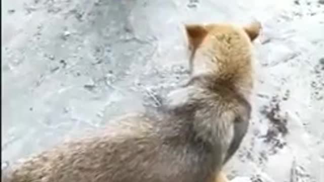 DOG VS CHICKEN ON STREET FIGHT