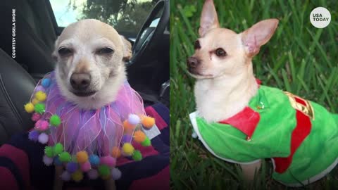 World's oldest living dog breaks Guinness World record