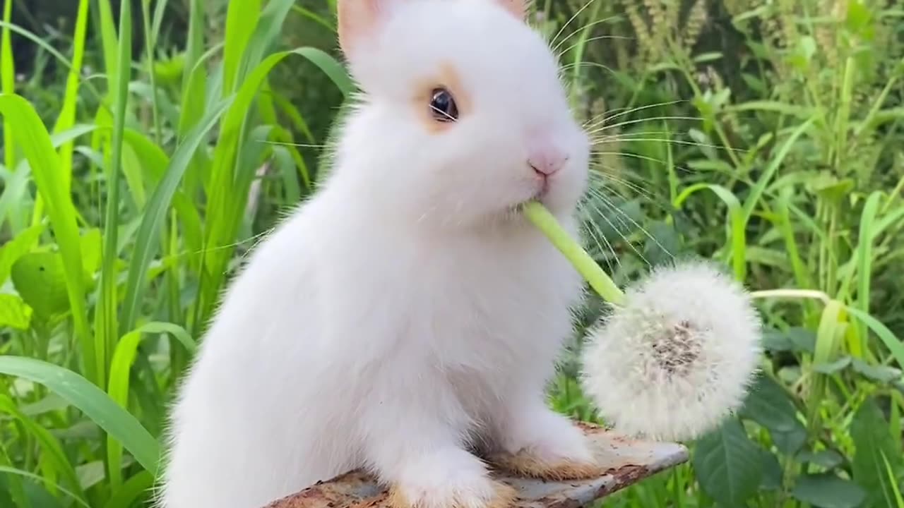 The little bunny's rhythmic eating of dandelions is quite enjoyable.